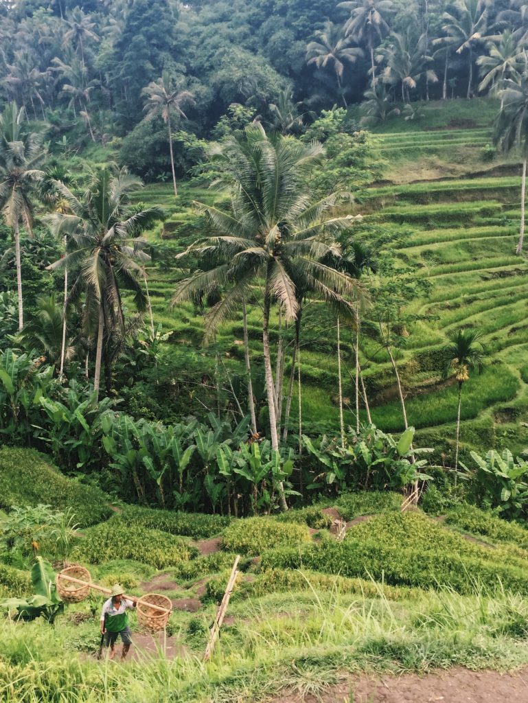 Tegalalang Rice Terrace Ubud Indonesia