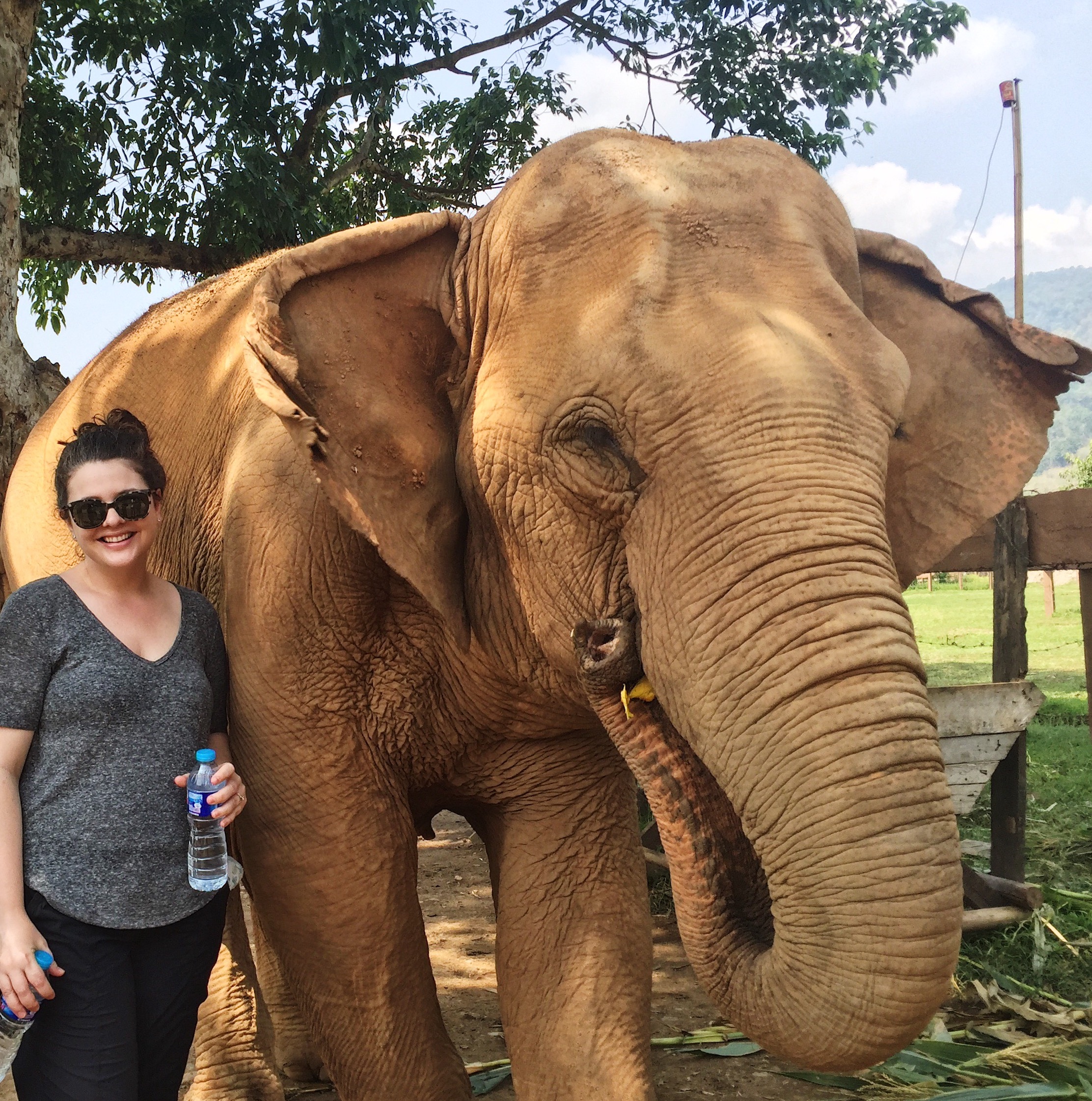 Elephant Nature Park Chiang Mai, Thaliand